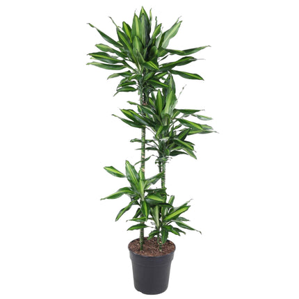 Dracaena Cintho (Drachenblutbaum) ↑ 150 cm