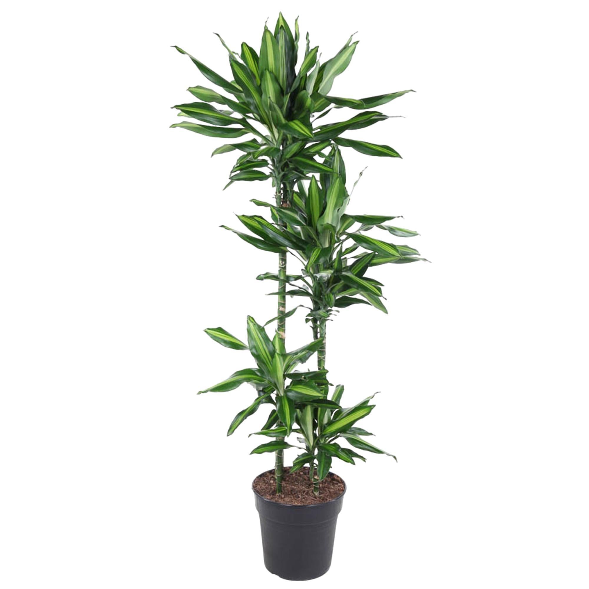 dracaena cintho ikea Dracaena Cintho (Dragon Tree) ↑ 150 cm – urbanjngl.com