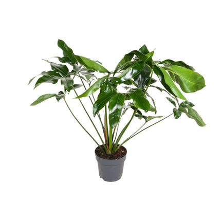 Philodendron Green Wonder (Hängepflanze) ↑ 100 cm