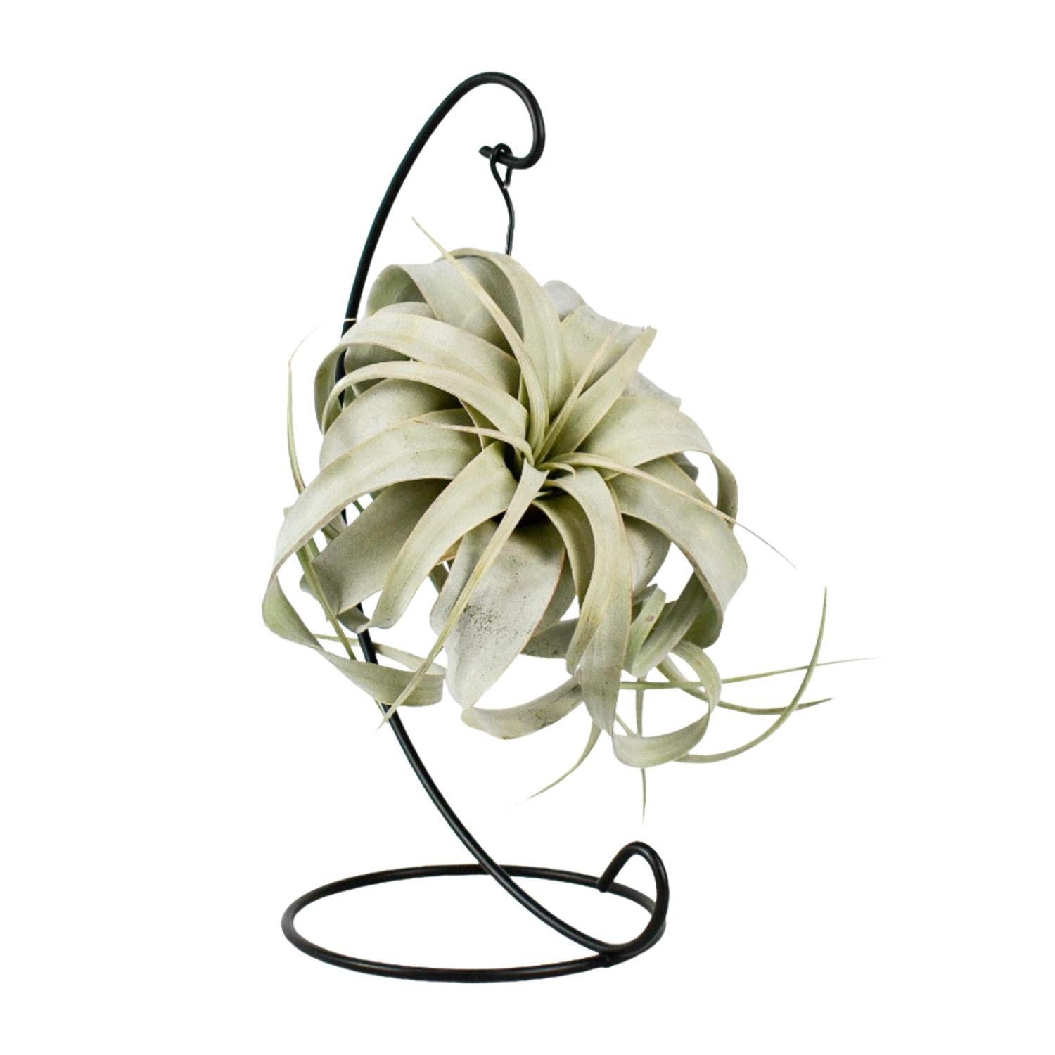 xero air plant Tillandsia King Xero (Air Plant) ↑ 23 cm – urbanjngl.com