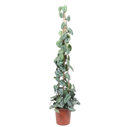 Scindapsus Pictus Trebie (Dragon Ivy) ↑ 160cm