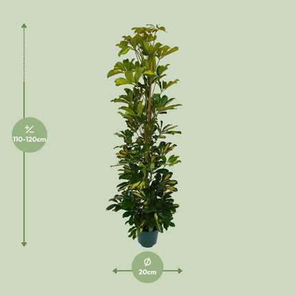 Schefflera Arboricola Gerda (Umbrella Plant) ↑ 120 cm