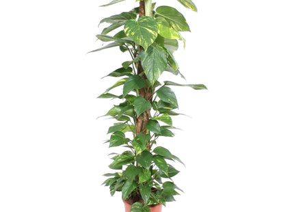 Epipremnum Aureum Mosstick (Devil's Ivy) ↑ 150 cm