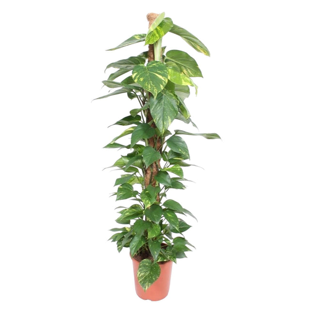 Epipremnum Aureum Mosstick (Efeutute) ↑ 150 cm