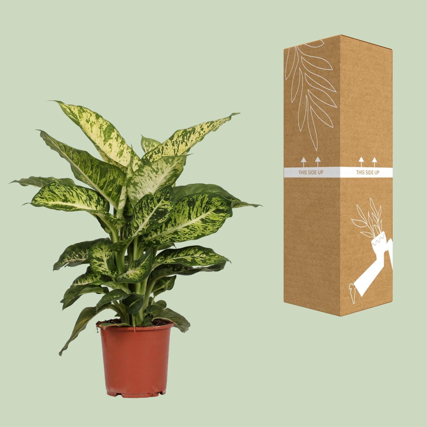 dieffenbachia altura Dieffenbachia Mars (Dief van Bagdad) ↑ 50 cm – urbanjngl.com