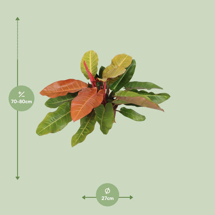 Philodendron Prince Of Orange (Aronskelkplant) ↑ 75 cm