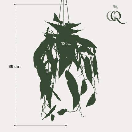 Begonia Maculata – Gepunktete Begonie – 80 cm – Kunstpflanze