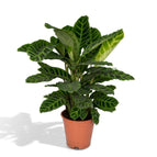 Calathea Zebrina (Korbmarante) ↑ 80 cm – urbanjngl.com