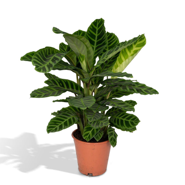 peacock house plant Calathea Zebrina (Peacock Plant) ↑ 80 cm – urbanjngl.com