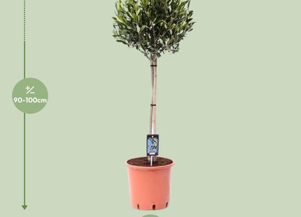 Olea Olive (Olivenbaum) ↑ 100 cm
