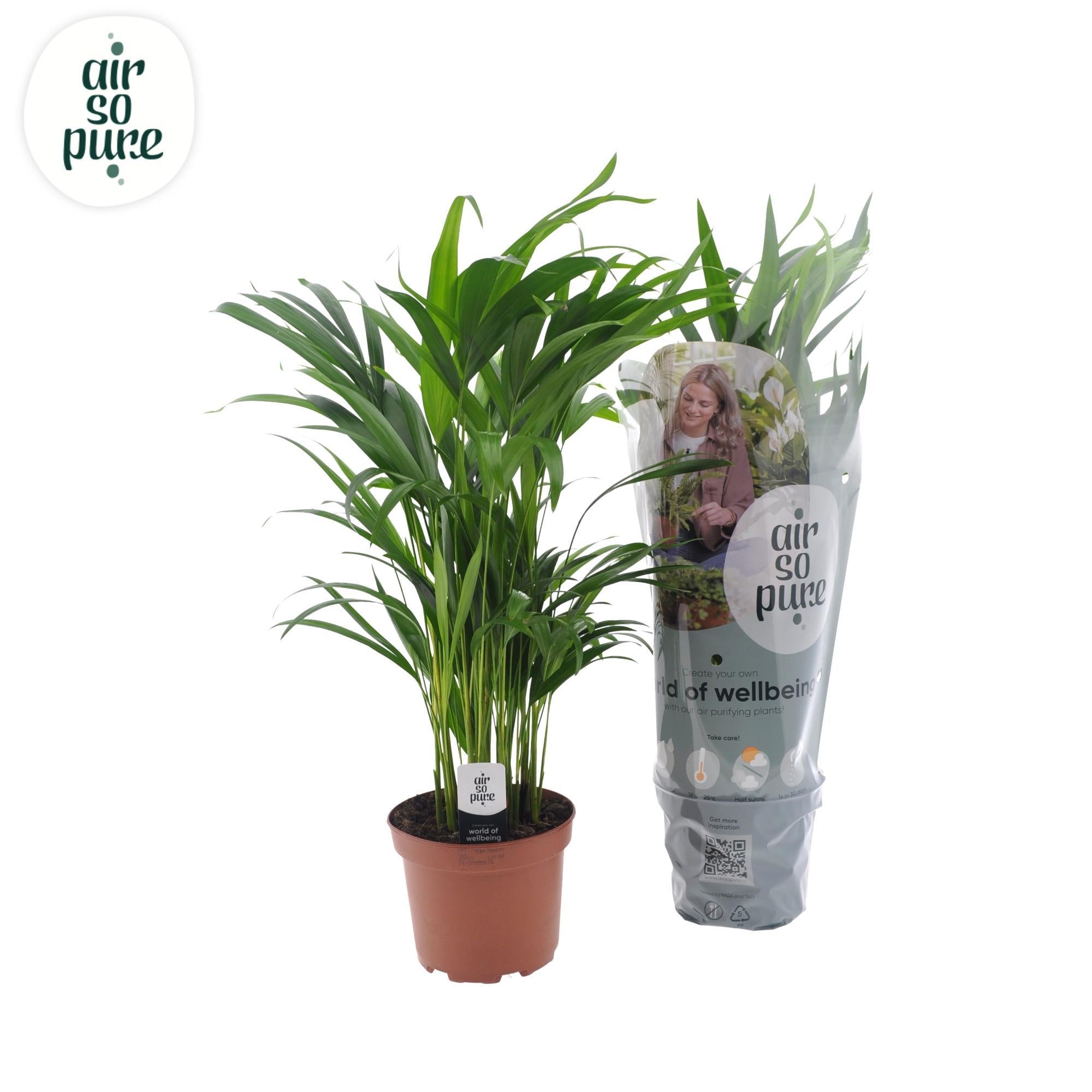 areca palm air purifier Dypsis Lutescens (Areca Palm) ↑ 65 cm – urbanjngl.com