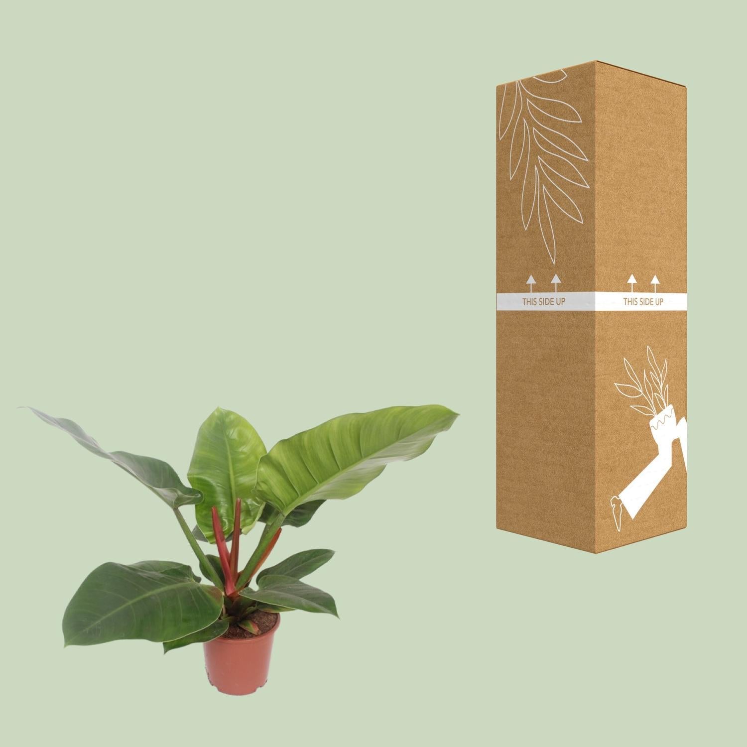 philodendron cardboard Philodendron Imperial Green (Heartleaf Philodendron) ↑ 60 cm – urbanjngl.com