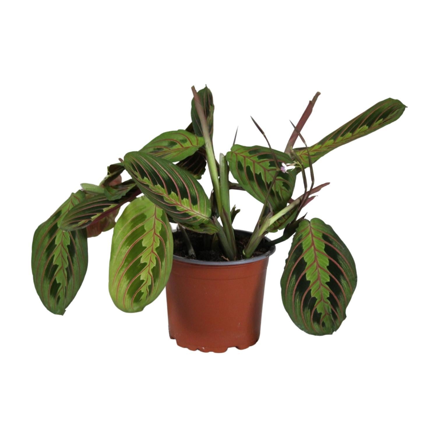 prayer plant description Maranta Leuconeura Fascinator (Prayer Plant) ↑ 30 cm
