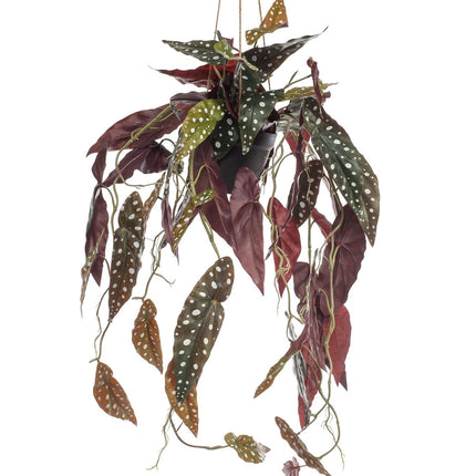 Begonia Maculata - Stippenbegonia - 80 cm - Kunstplant