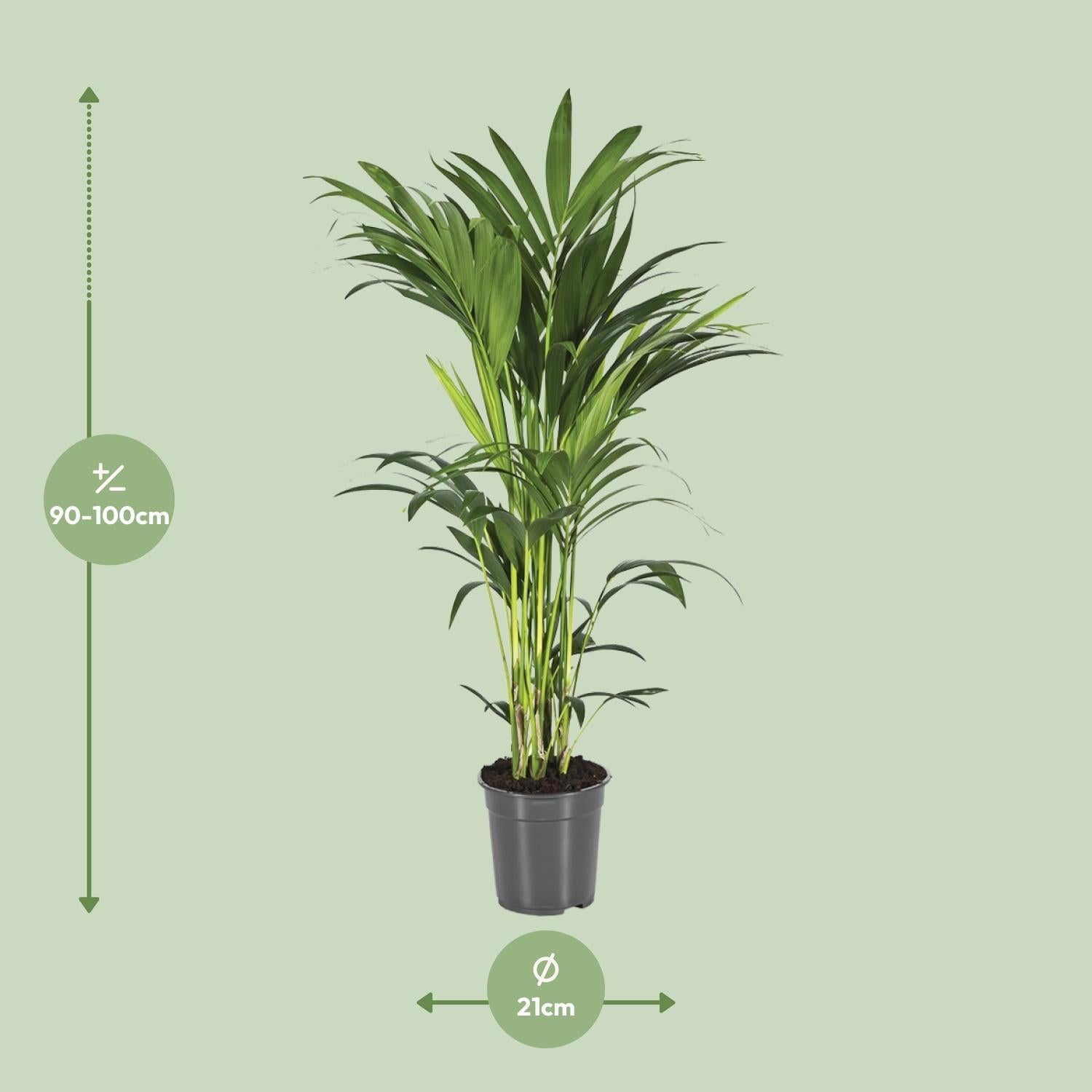 kentia palm plant Howea Forsteriana (Kentia Palm) ↑ 100 cm – urbanjngl.com