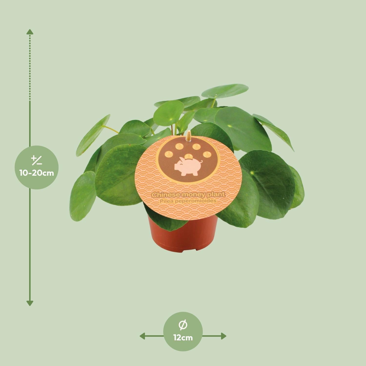 circle money plant Pilea Peperomioides - Ø12cm