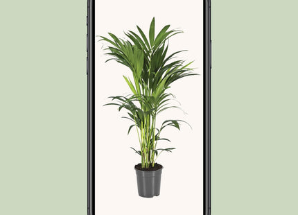 Howea Forsteriana (Kentia Palm) ↑ 100 cm