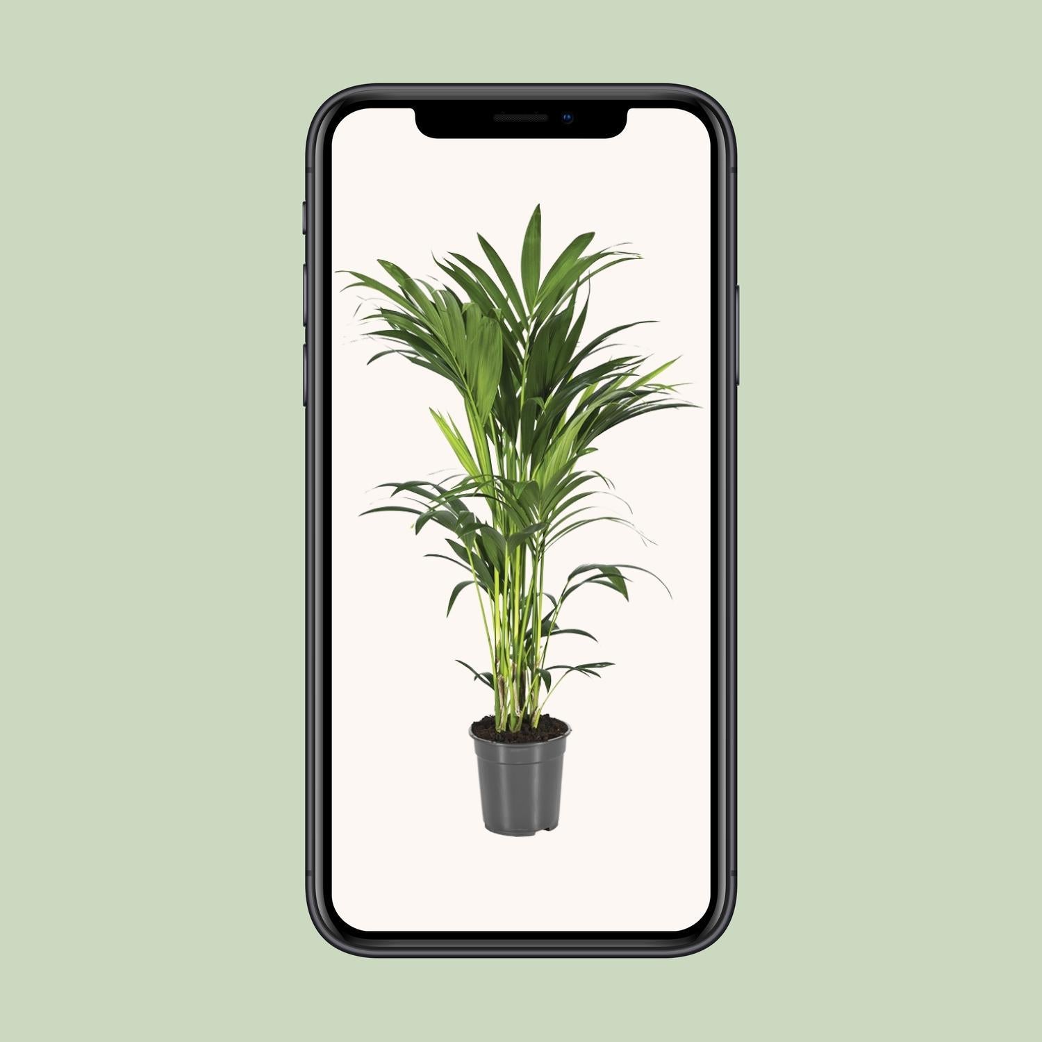 Plant in a Box - Howea Forsteriana - Kentia palm - Green houseplant - Pot 18 cm - Height 90-100 cm Plant in a Box - Howea Forsteriana - Kentia palm - Green houseplant - Pot 18 cm - Height 90-100 cm