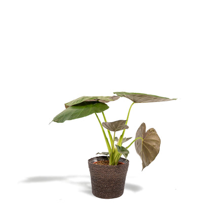 Alocasia Wentii (Afrikanische Maskenpflanze) ↑ 19 cm + Korb Igmar