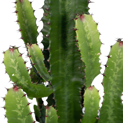 Euphorbia Acrurensis (Cowboy Cactus) ↑ 60 cm