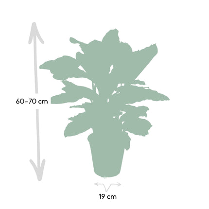 Calathea Zebrina (Pauwenplant) ↑ 80 cm