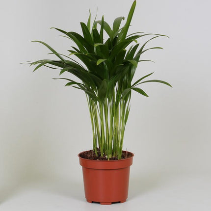 Areca Dypsis (Golden Cane Palm) ↑ 35 cm