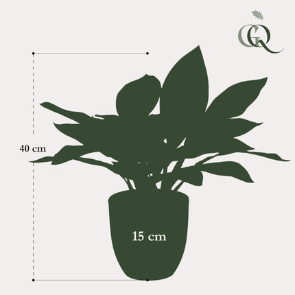Croton Codiaeum - Wonderstruik - 38 cm - Kunstplant
