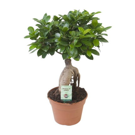 Ficus Ginseng (bonsai) - Ø 17cm - ↑ 40cm
