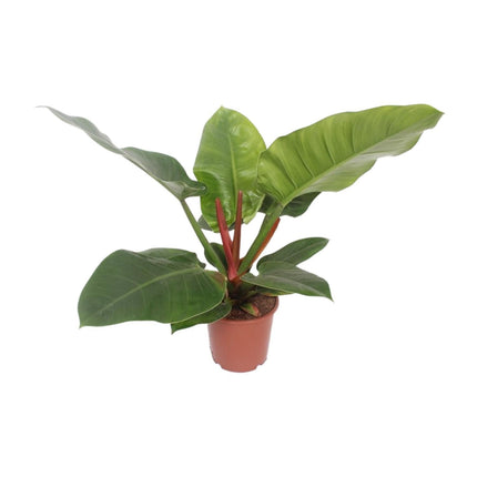 Philodendron Imperial Green (Aronskelkplant) ↑ 60 cm