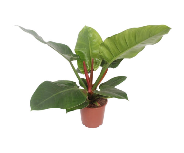 philodendron imperial red verzorging Philodendron Imperial Green (Aronskelkplant) ↑ 60 cm – urbanjngl.com