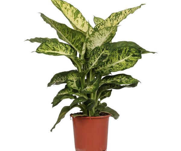 dieffenbachia maculata mars Dieffenbachia Mars (Dumb Cane) ↑ 50 cm – urbanjngl.com