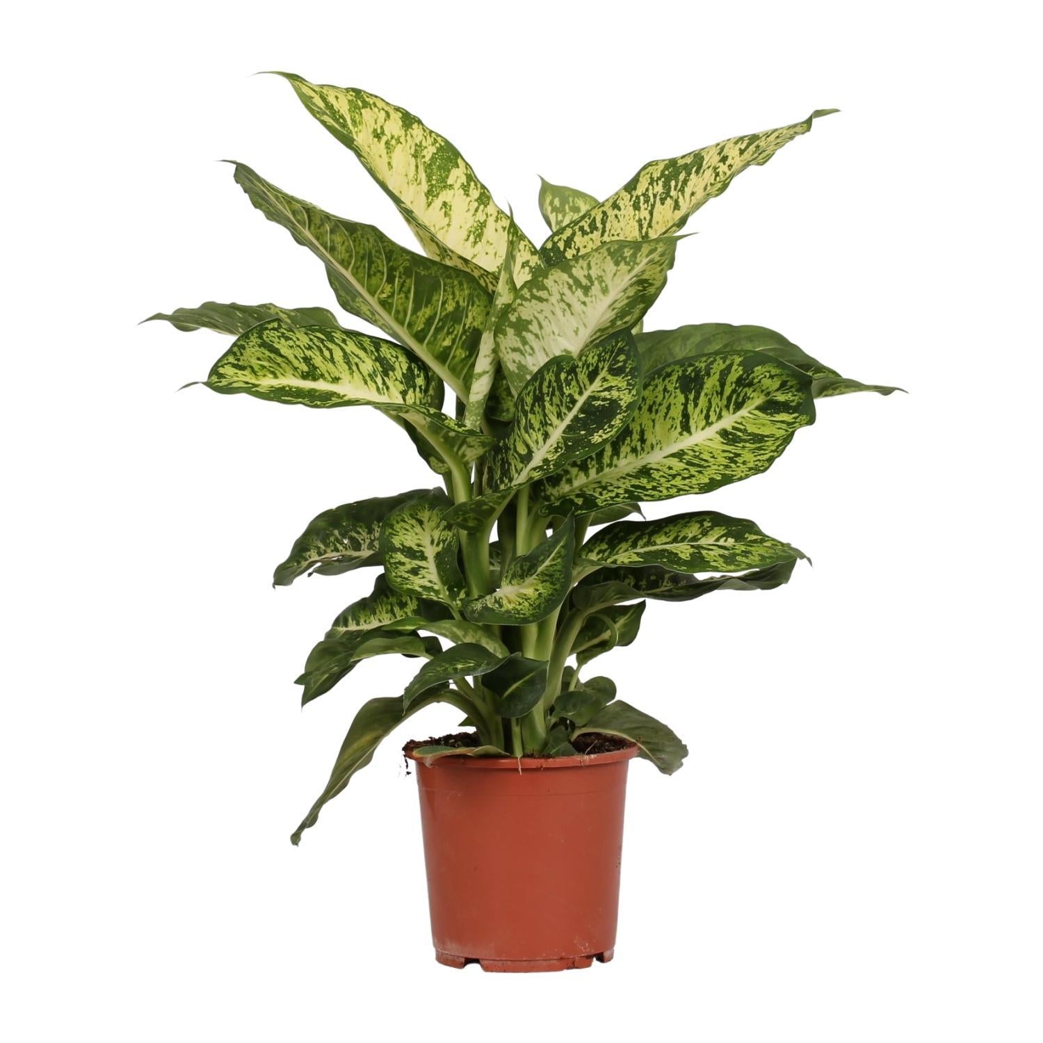 dieffenbachia mars Dieffenbachia Mars (Dief van Bagdad) ↑ 50 cm – urbanjngl.com
