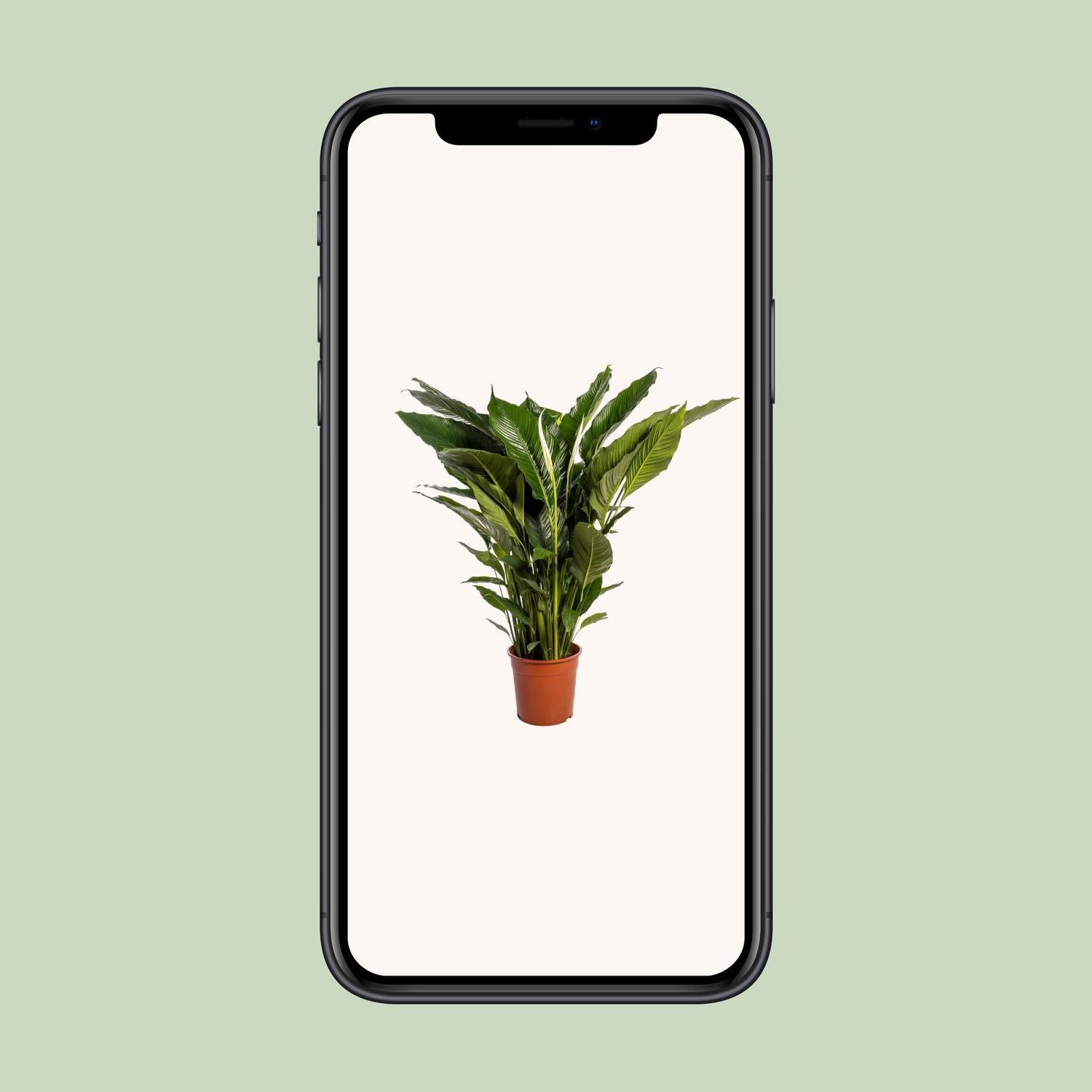 peace lily sebastiano Spathiphyllum Sweet Sebastiano (White Peace Lily) ↑ 110 cm – urbanjngl.com