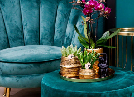 Geschenkset Hotel Chic| Pflanzenset mit zwei Phalaenopsis-Orchideen und Sukkulenten inkl. Keramieken Sierpotten