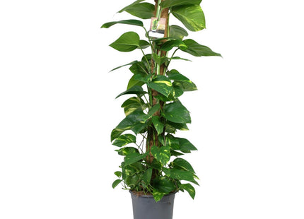 Scindapsus Epipremnum (Dragon Ivy) ↑ 120 cm