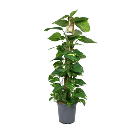 Scindapsus Epipremnum (Drachenpflanze) ↑ 120 cm