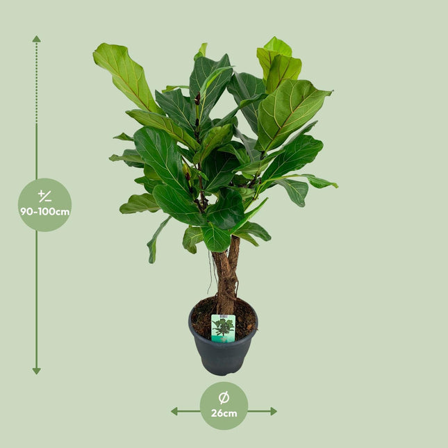 Ficus Lyrata (Vioolbladplant) ↑ 100 cm