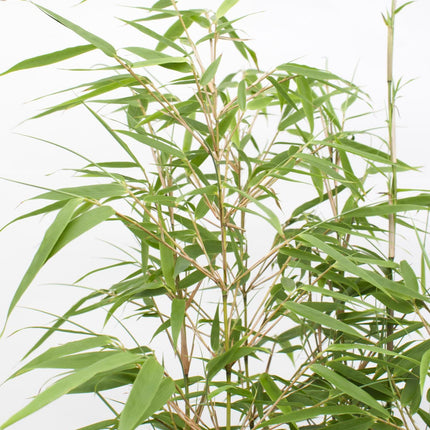 Fargesia rufa (Bamboo Plant) ↑ 40cm