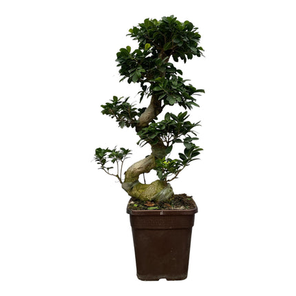 Ficus Microcarpa Ginseng (Bonsai) ↑ 110 cm