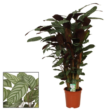 Calathea Compactstar (Pfauenpflanze) ↑ 105 cm