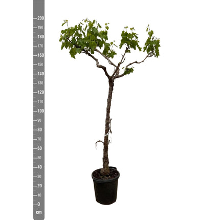 Vitis Vinifera (Druivenboom) ↑ 200cm