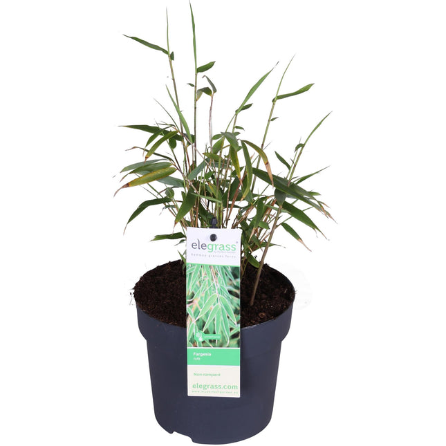 Fargesia rufa (Bamboo Plant) ↑ 40cm