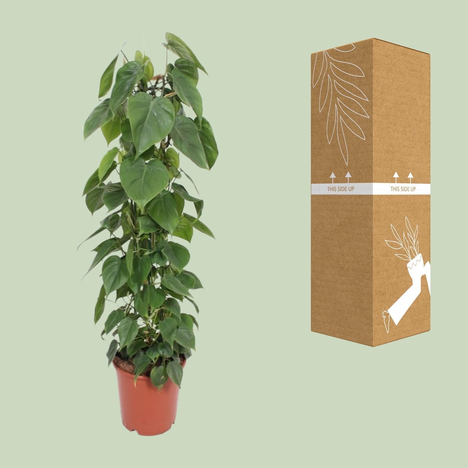 philodendron cardboard Philodendron Scandens (Heartleaf Philodendron) ↑ 120 cm – urbanjngl.com