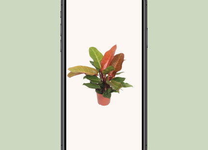 Philodendron Prince of Orange (Aronskelkplant) ↑ 45 cm