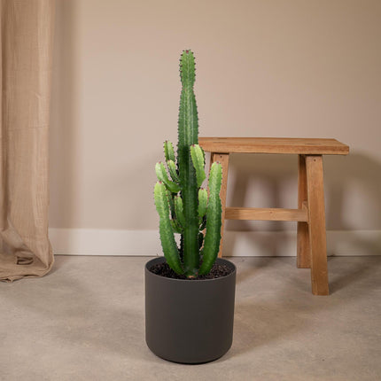 Euphorbia Acrurensis (Cowboy Cactus) ↑ 60 cm