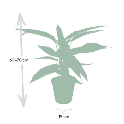 Calathea Triostar (Pauwenplant) ↑ 70 cm