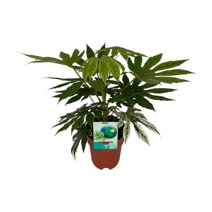 Fatsia Japonica Variegata (Vingerplant) ↑ 60 cm