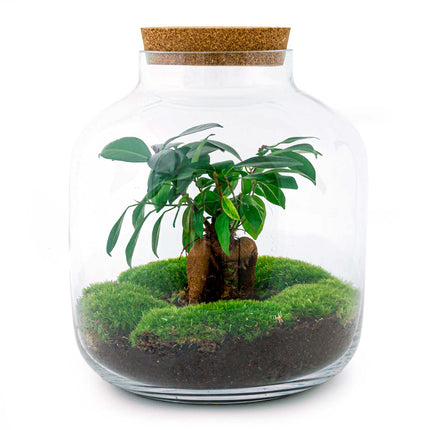 Kit fai da te terrario • Billie Bonsai • Ecosistema con Ficus Bonsai • ↑ 29 cm