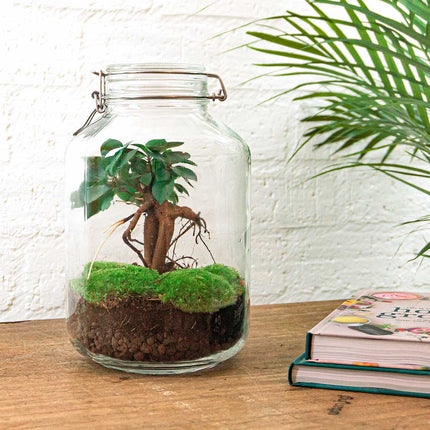 Jar Kit Terrario • Ficus Ginseng bonsai • Ecosistema con plantas • ↑ 28 cm