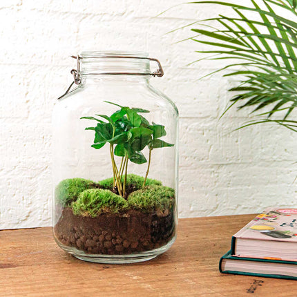 Jar Flaschengarten - Coffea Arabica - Ökosystem mit Pflanzen im Glas - ↑ 28 cm